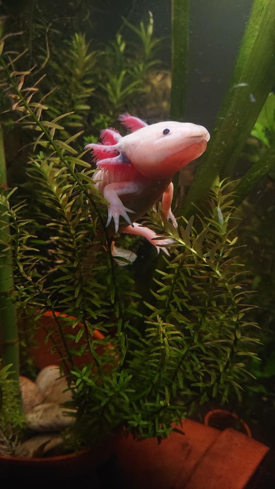 Xolotl el alojote